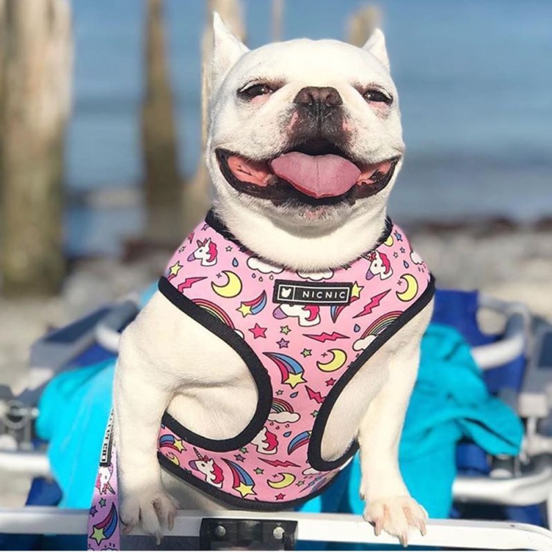 Шлейка для французского бульдога Frenchie