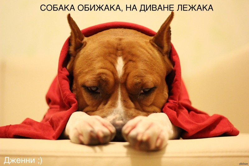Собачка обиделась