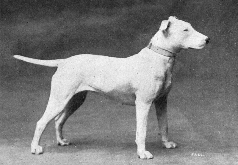 Бультерьер 1915