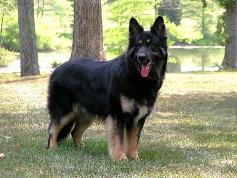 Шилонская овчарка Shiloh Shepherd