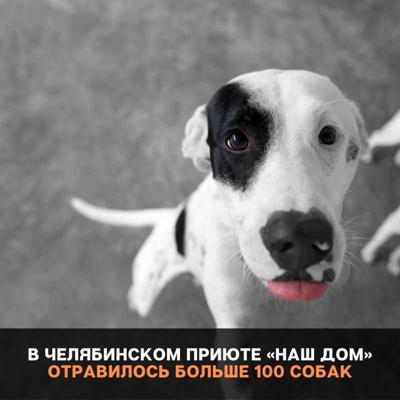 Собака с шоколадкой