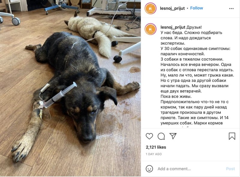 Животные и таблетки