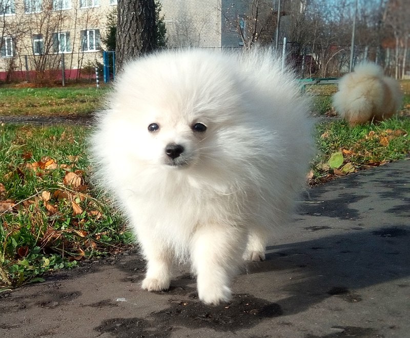 Цвергшпиц РКФ
