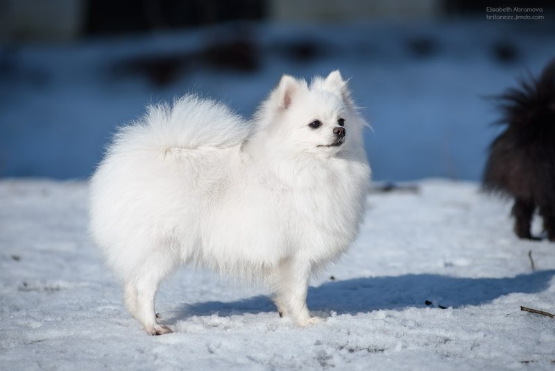 Африканский шпиц