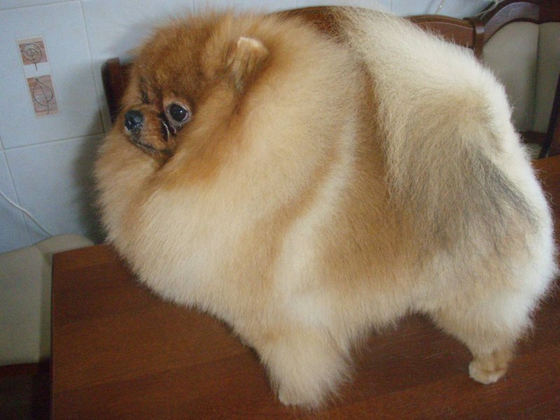 Немецкий шпиц