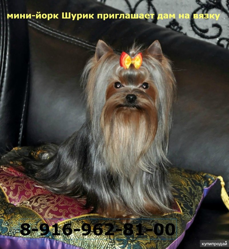 Йоркшир терьер