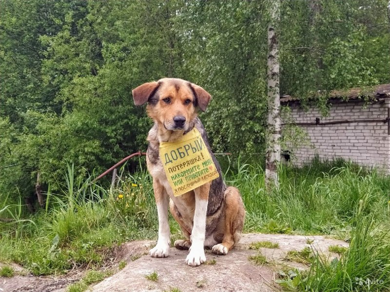 Пес на даче
