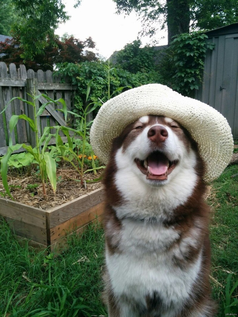 Собака на даче