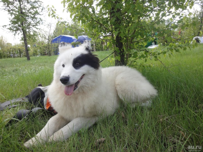 Якутская лайка