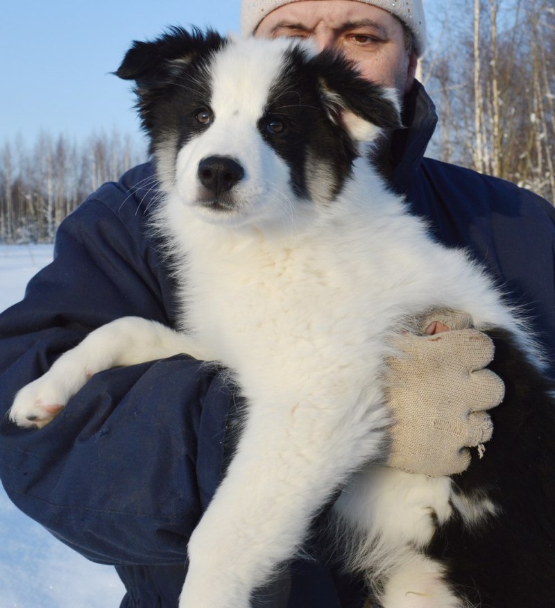 Якутская лайка белая