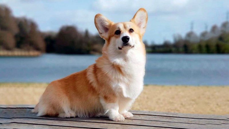 Cardigan Welsh Corgi