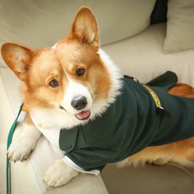 FORMYDOGS вельш корги