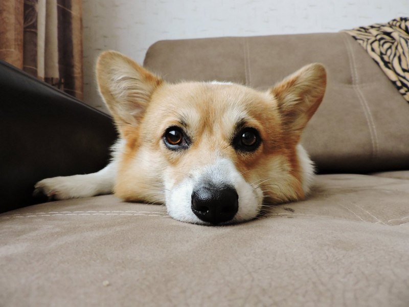 Корги дома