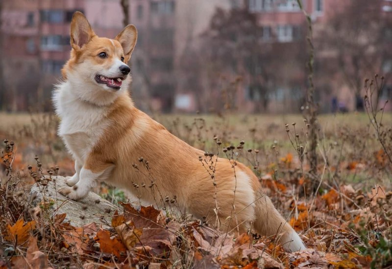 Олений корги