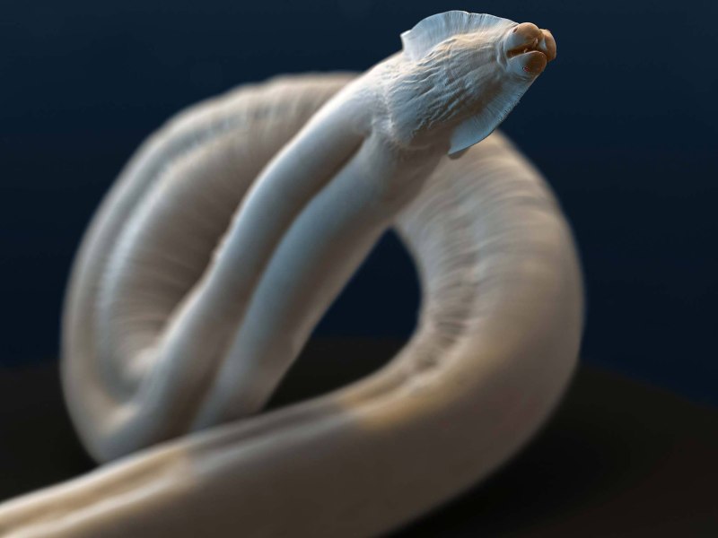 Круглый гельминт Ascaris lumbricoides