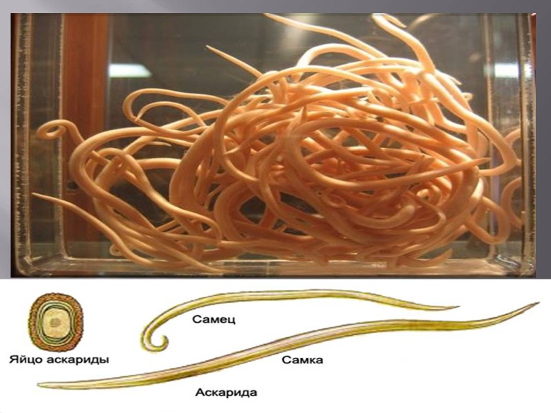 Круглый гельминт Ascaris lumbricoides
