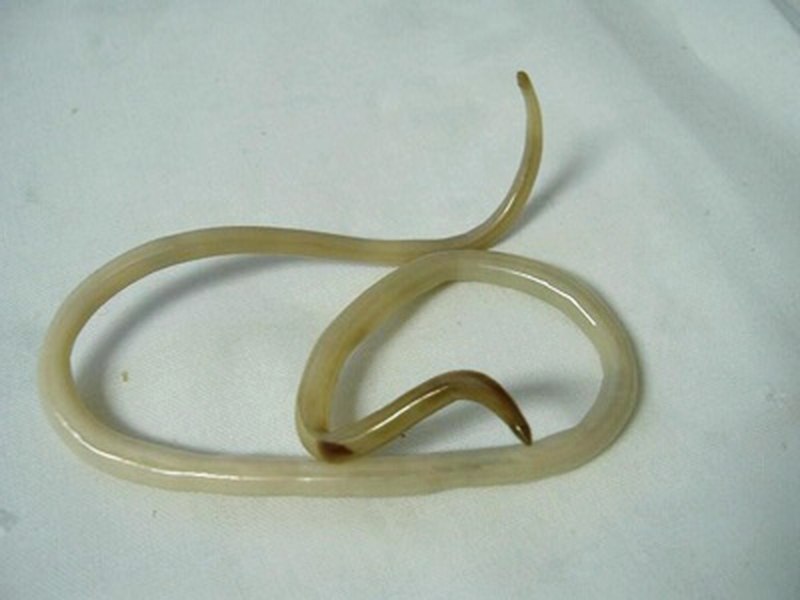 Круглый гельминт Ascaris lumbricoides
