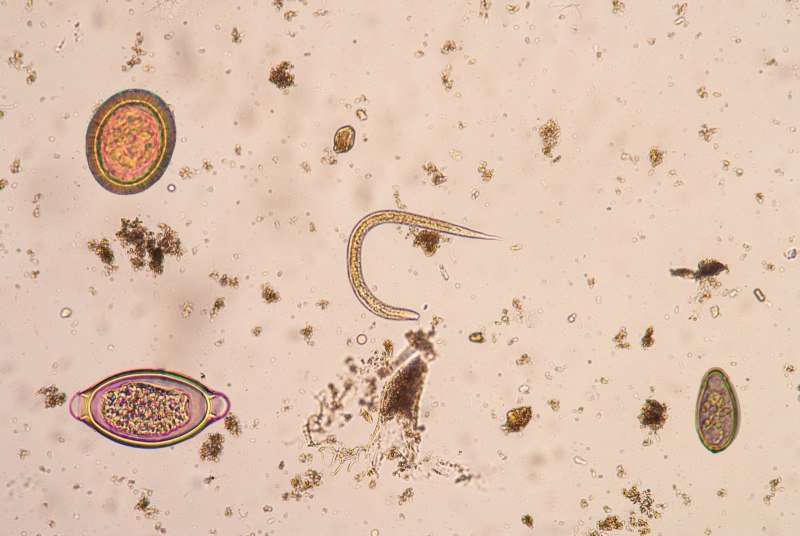 Toxocara canis жизненный цикл