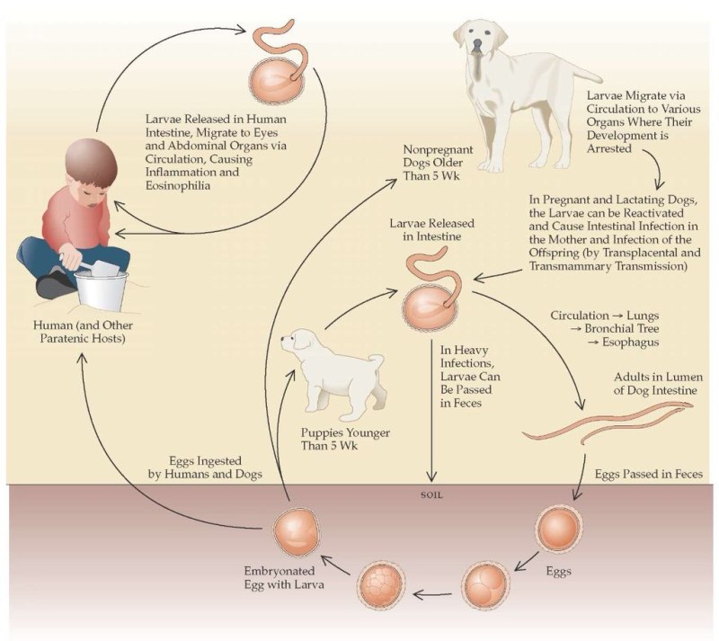 Toxocara canis цикл
