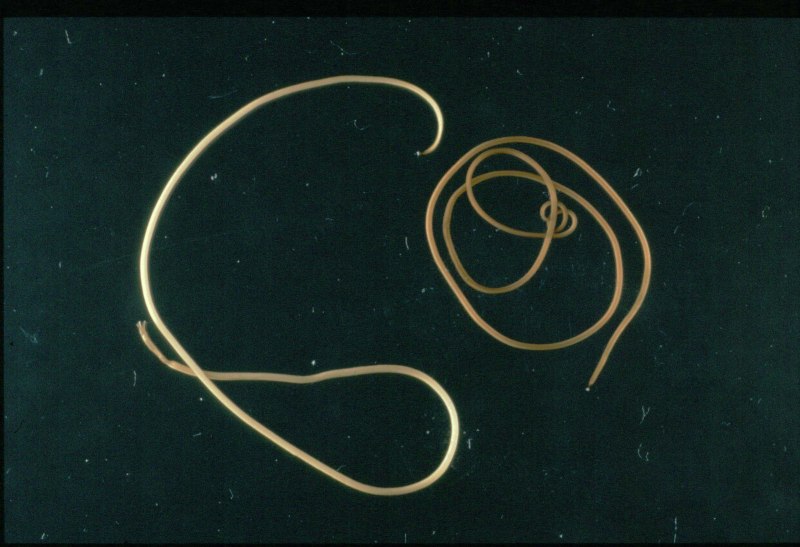 Круглый гельминт Ascaris lumbricoides