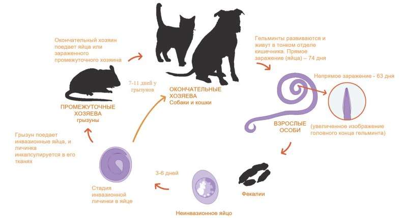 Toxascaris Leonina у кошек
