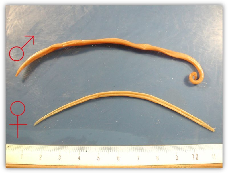 Ascaris lumbricoides заболевание