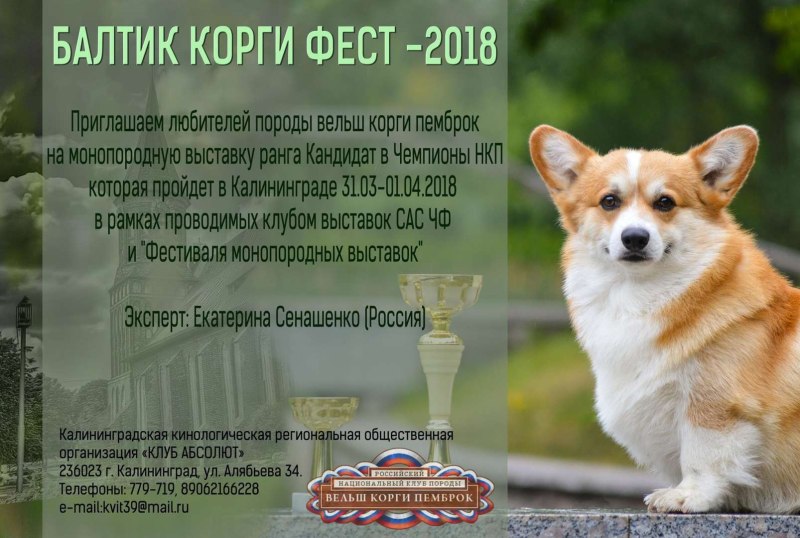 Дельют корги