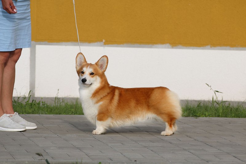 Расписание с корги