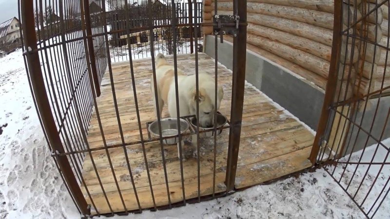 Вольер для собаки алабай