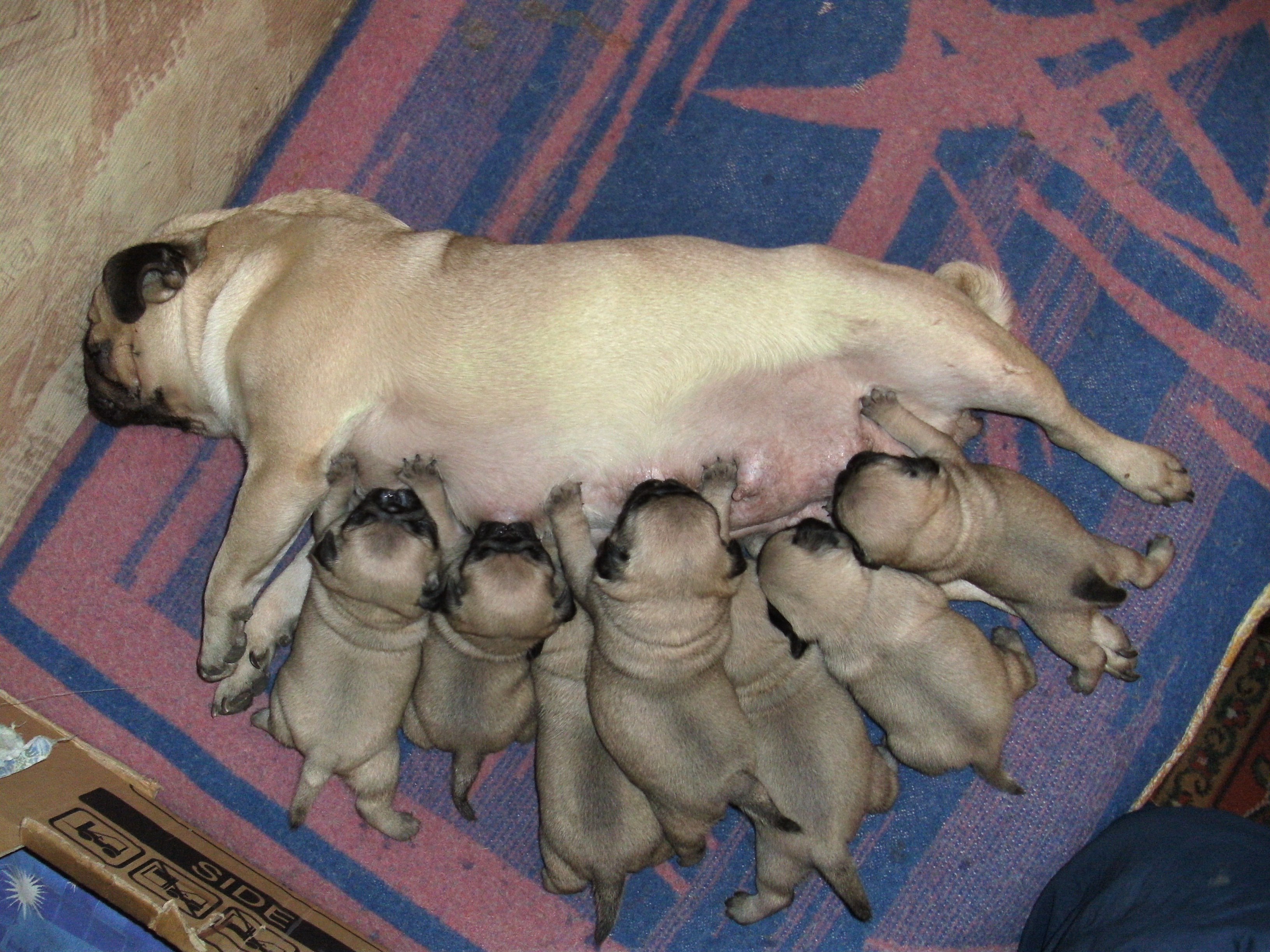 Щенки только родились. Щенки МОПСА только родились. Новорожденные собаки. Новорожденные щенки. Новорожденные мопсы.