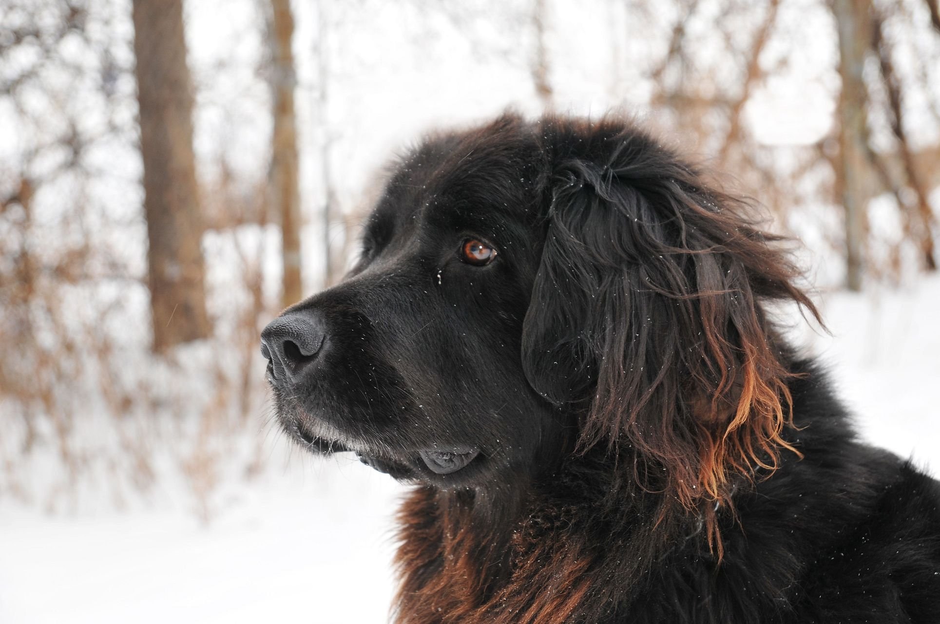 Черная мохнатая собака (54 фото) - картинки sobakovod.club