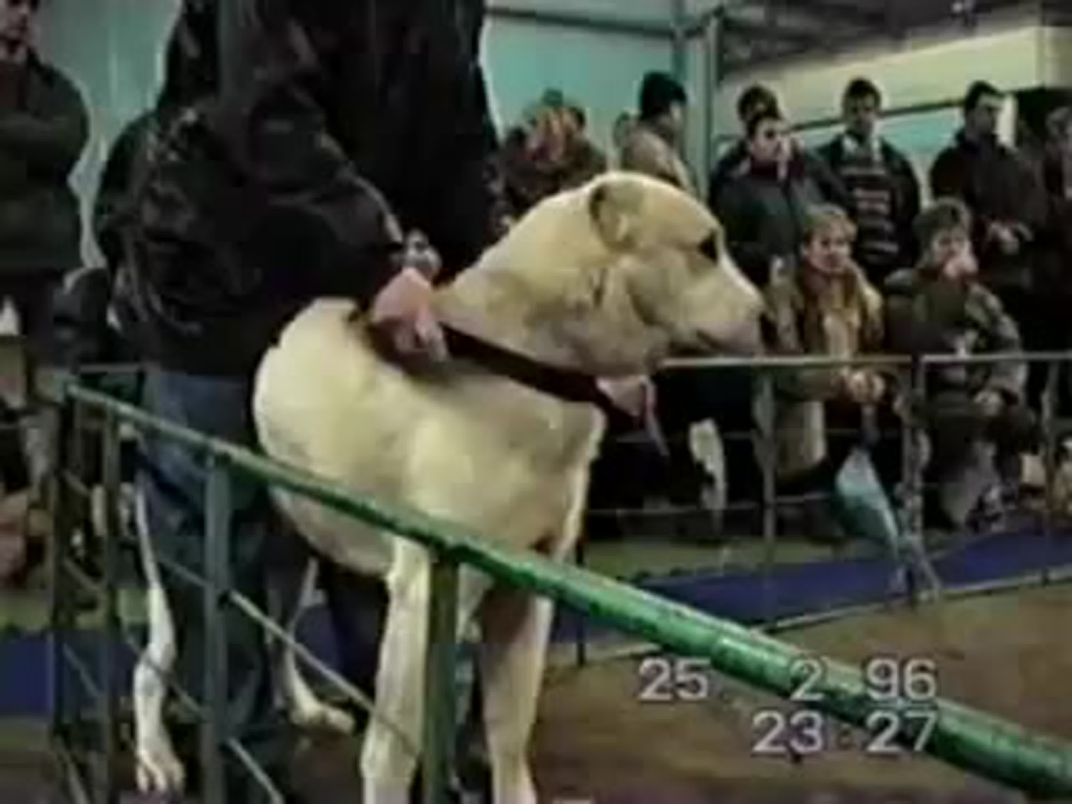 Алабай и питбуль