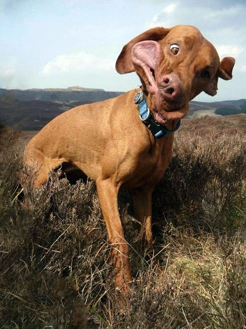 Тупые животные