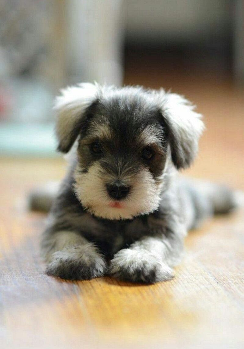 Miniature Schnauzer Puppies $400
