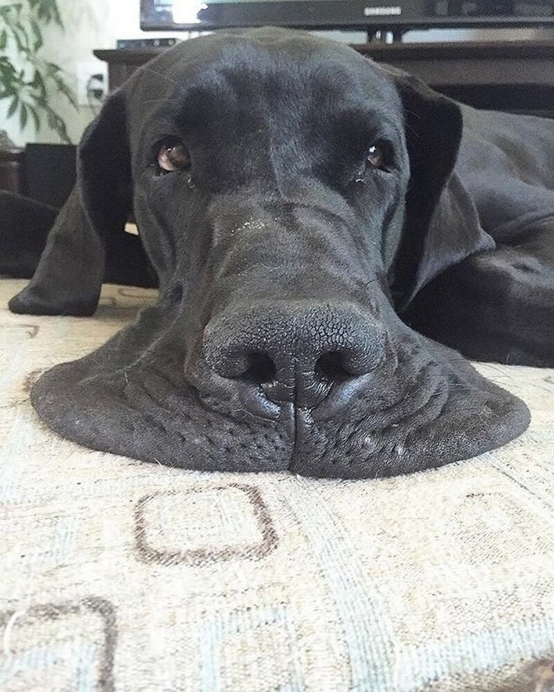 Смешной немецкий дог