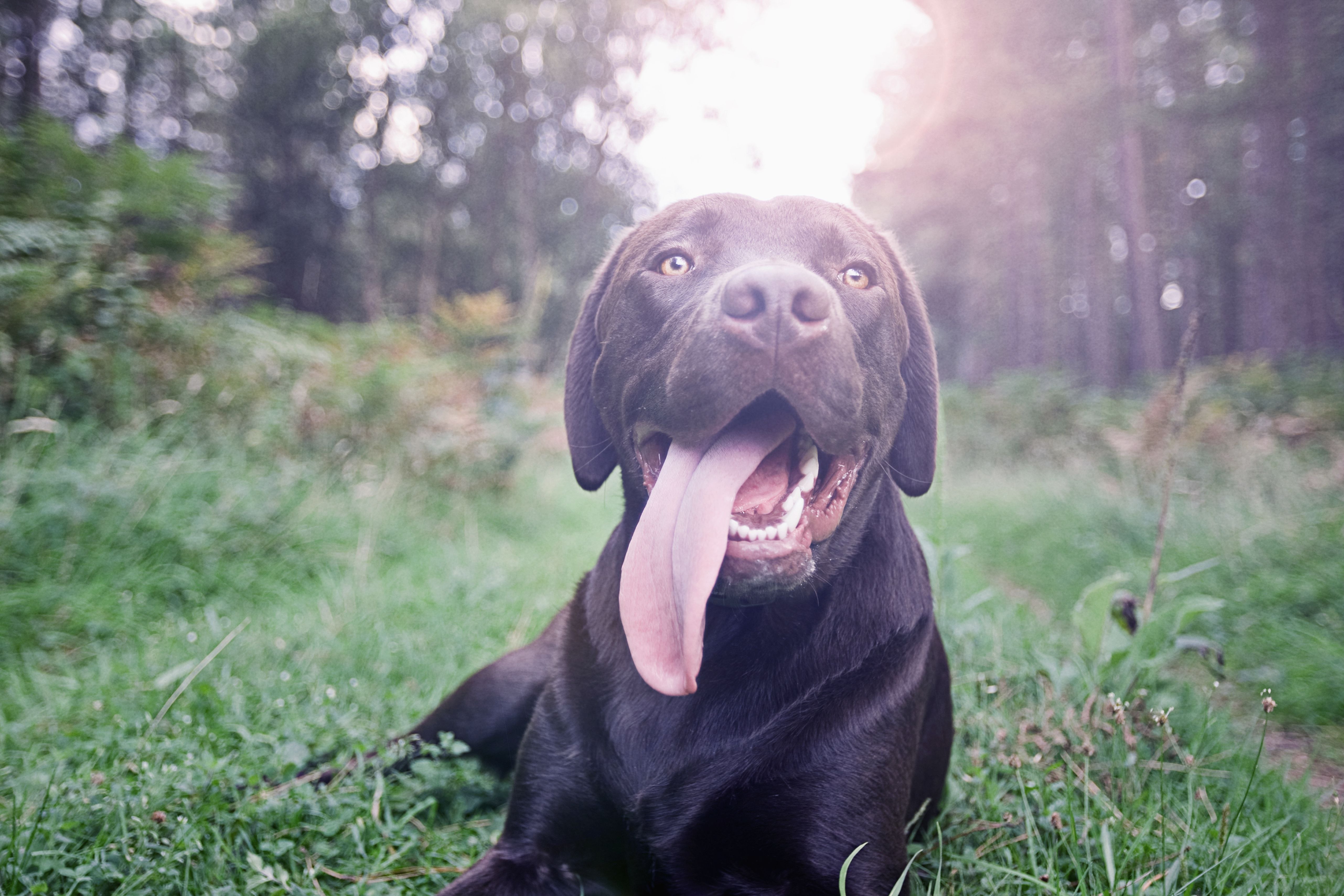 Почему собака часто дышит с открытым ртом. Собака с высунутым языком. Собака дышит. Лабрадор с высунутым языком. Пасть лабрадора.