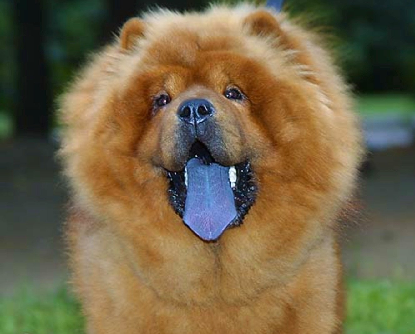 Порода собак у которых синий язык (56 фото) - картинки sobakovod.club
