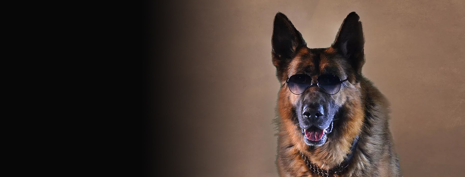 Сериал пес пес в очках