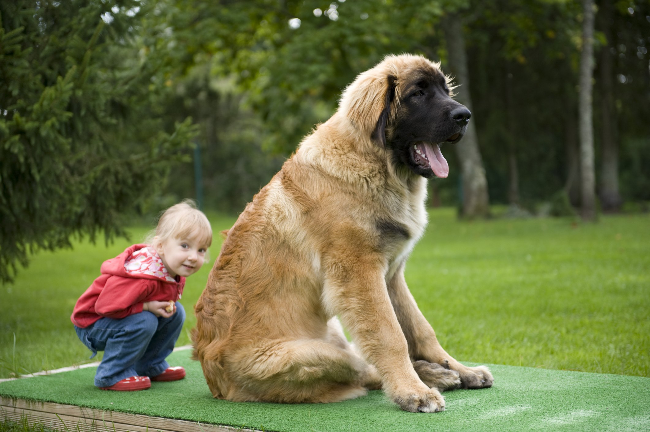 Огромная собака порода. Леонбергер. Порода собак Леонбергер. Леонбергер большие. Леонбергер и тибетский мастиф.