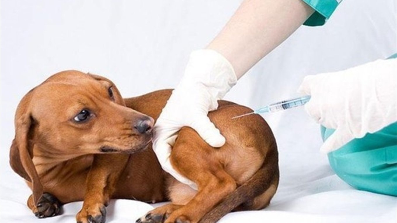 Сделать вакцину от бешенства. Вакцинация собак. Уколы животным. Подкожная инъекция собаке.