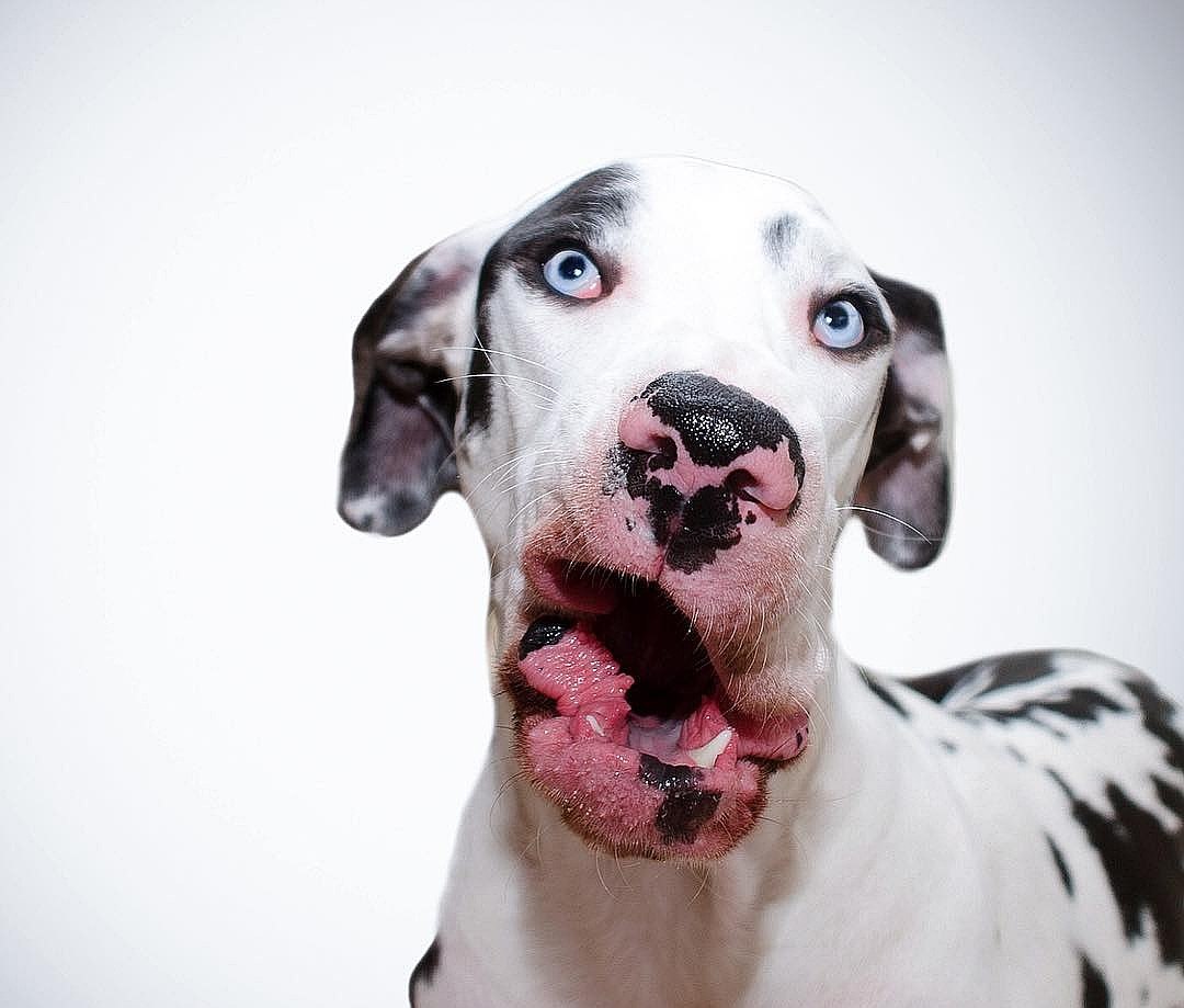 Самая глупая порода собак в мире (63 фото) - картинки sobakovod.club
