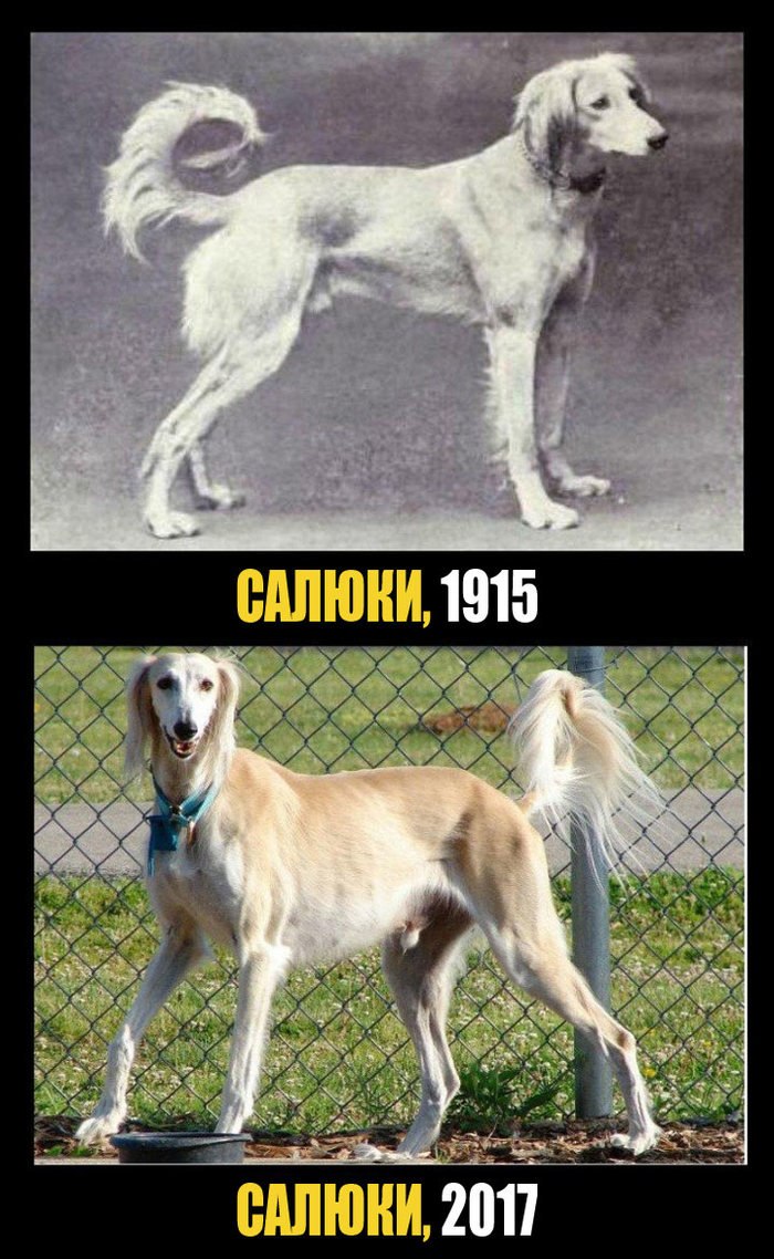 Эволюция пород собак