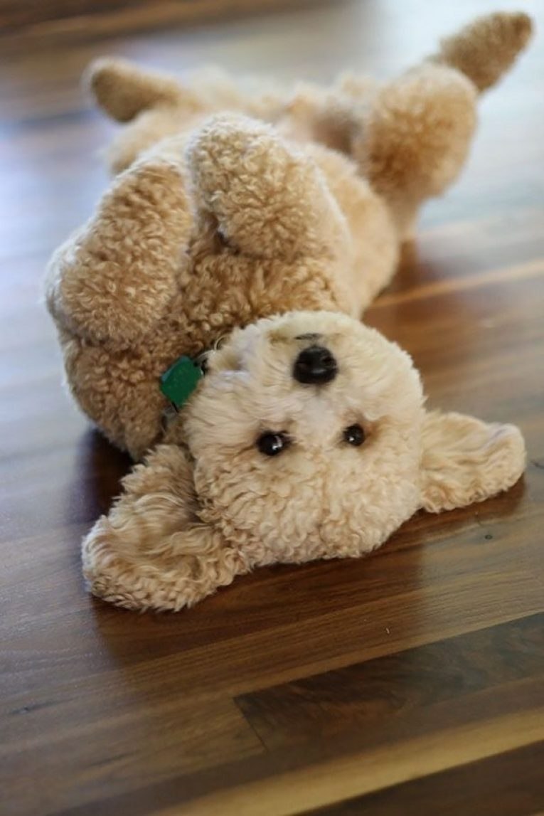 Собака похожая на игрушку порода (64 фото) - картинки sobakovod.club