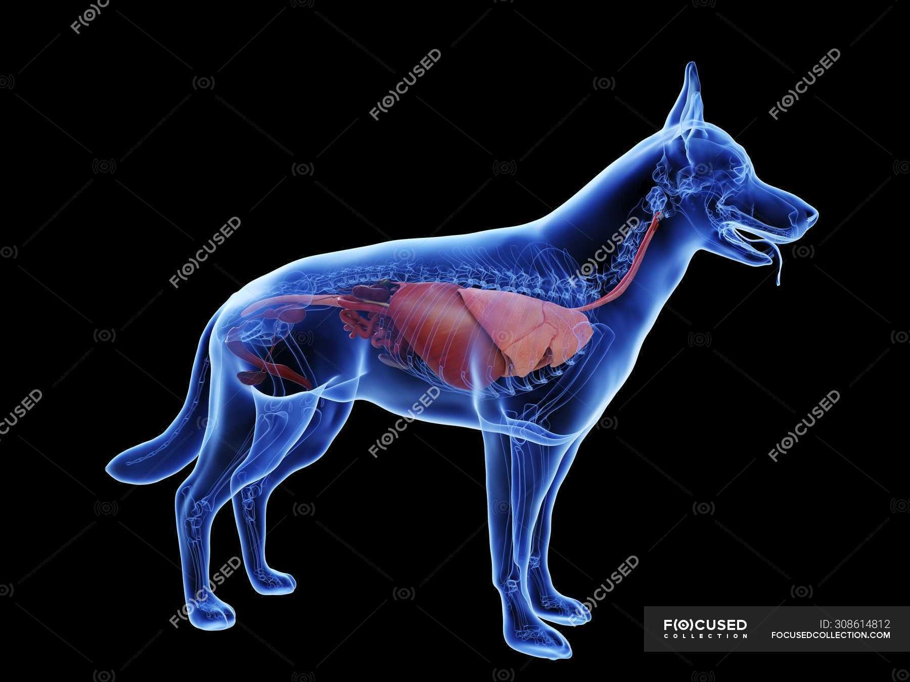Можно ли собаке селезенку. Внутренние органы собаки расположение. Анатомия собаки внутренние органы 3д. Собака анатомия 3д модель. Организм собаки и человека.