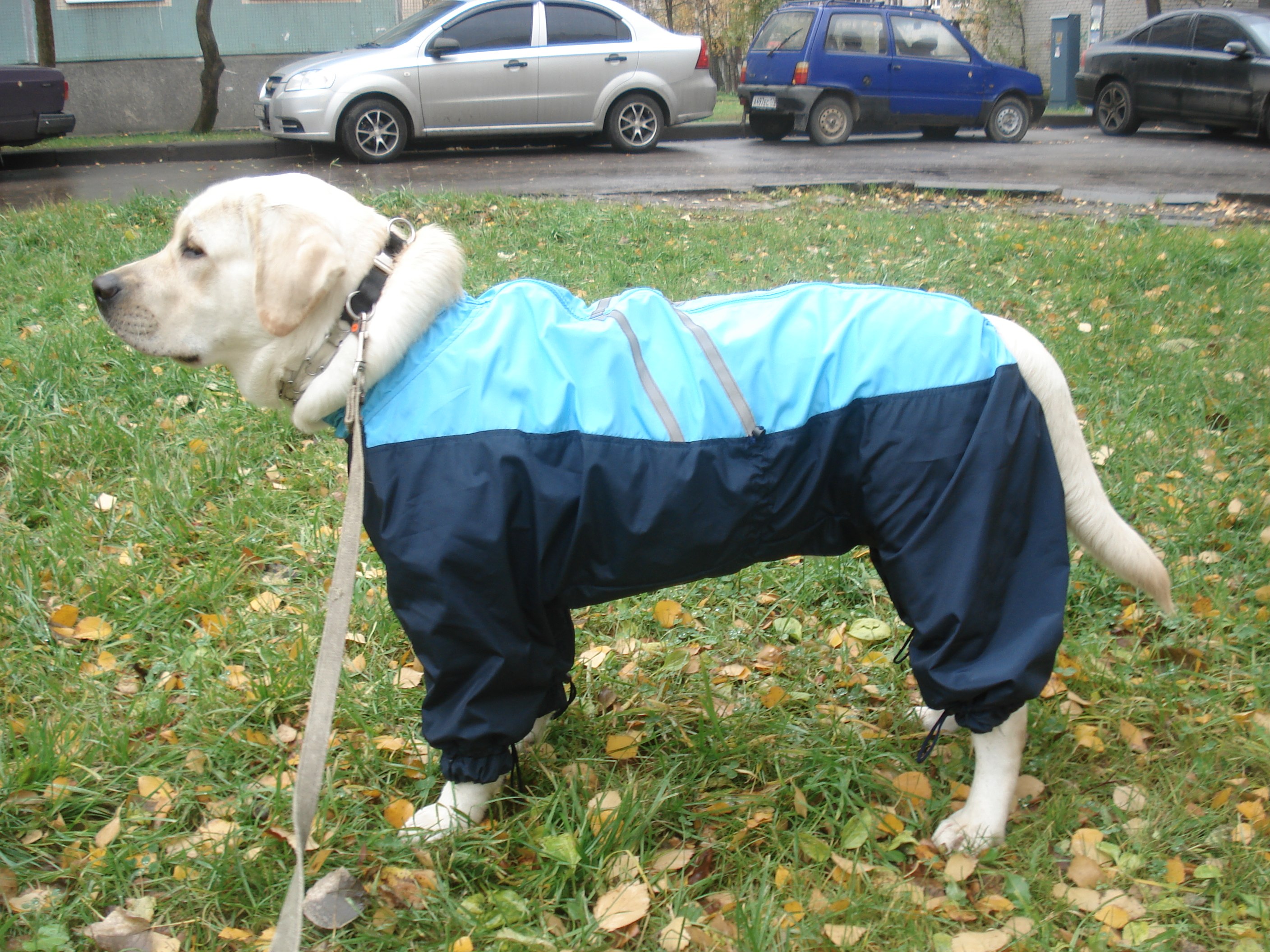 Шьем одежду для собак (71 фото)