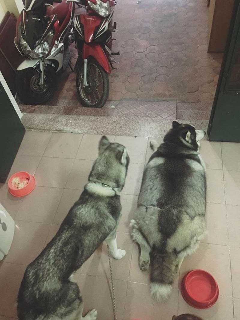 Толстый хаски