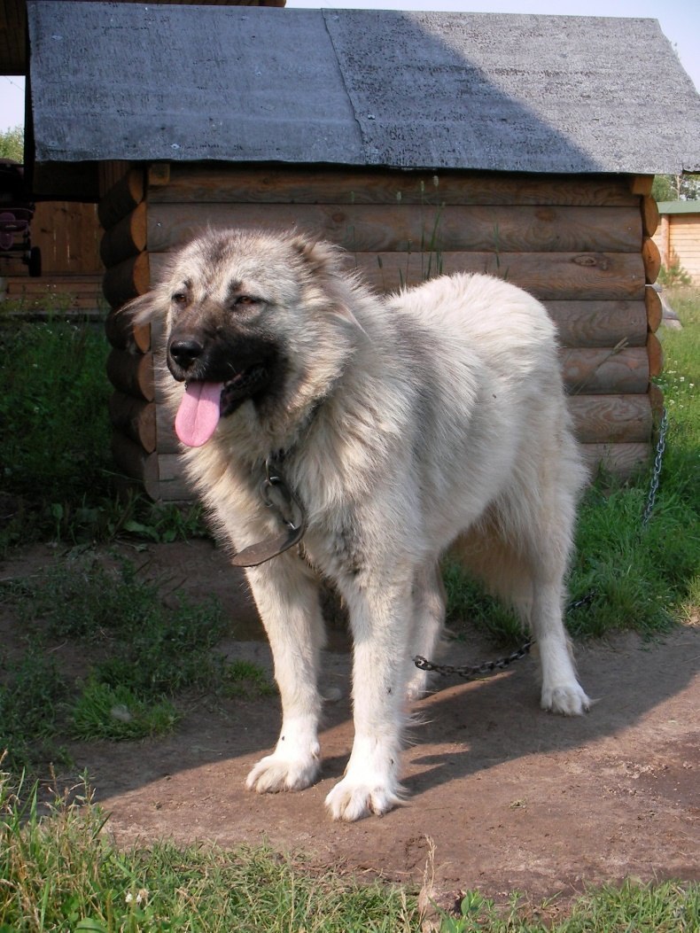 Кавказская овчарка