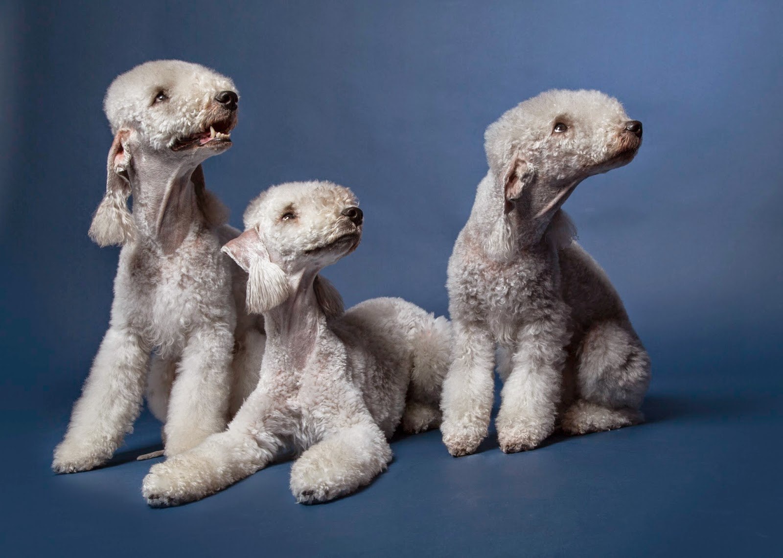 Собаки похожие на овечек (57 фото) - картинки sobakovod.club