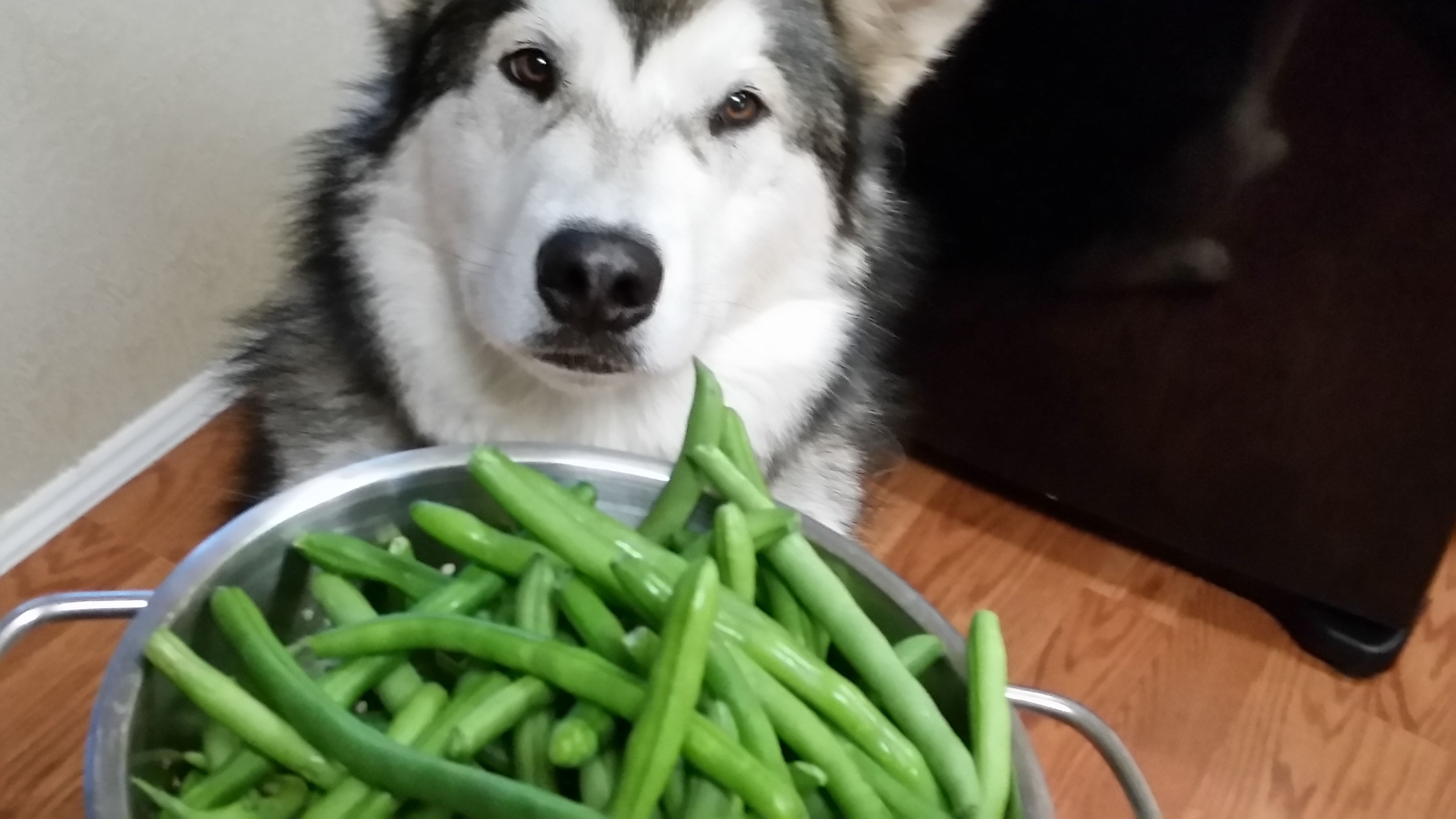 Можно собаке фасоль. Овощи для собак. Собака ест овощи. Салат собака. Зеленая собака.