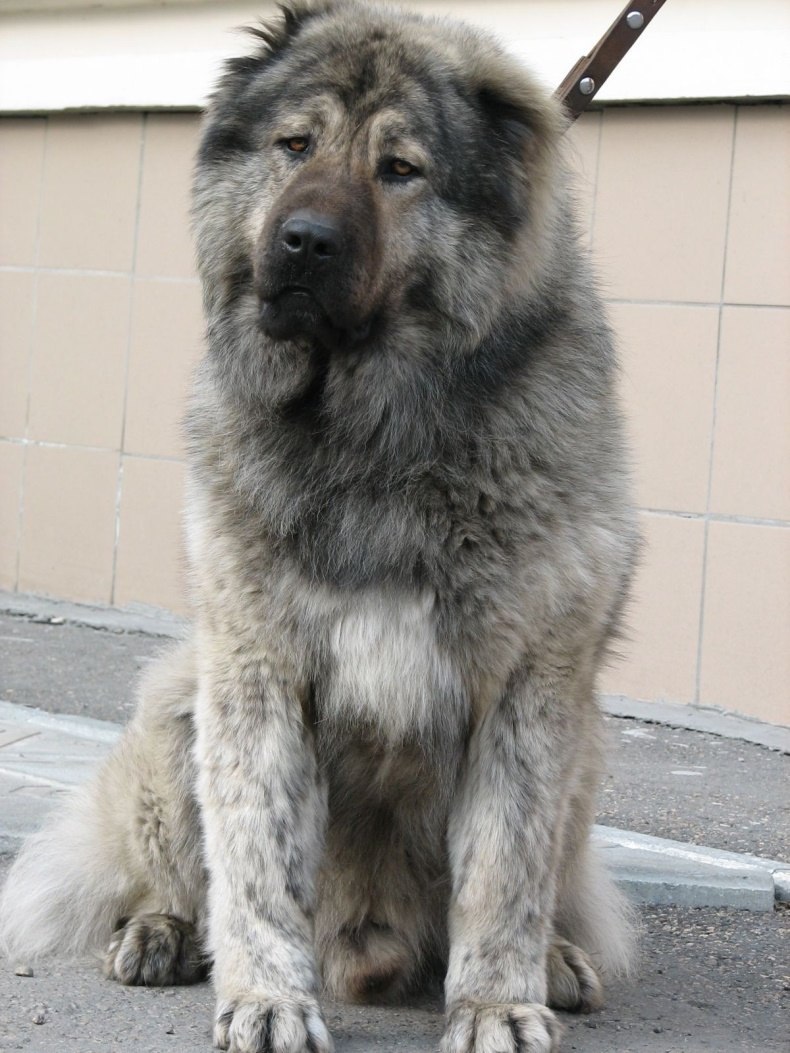 Королевская Кавказская овчарка